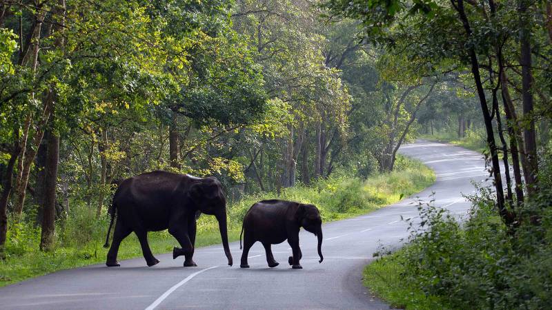 10D Mysore - Coorg - Ooty - Coonoor - Wayanad Tour