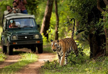 Jungle Safari Tour Package