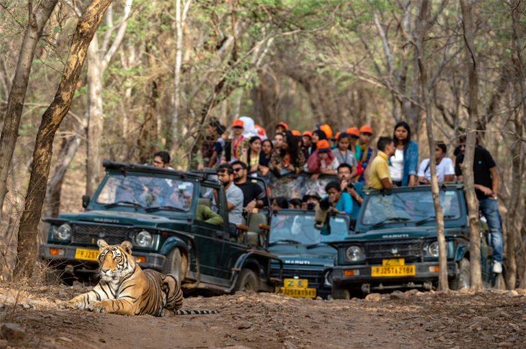 The Ultimate Guide to Jeep Safari in Thekkady Kerala Image